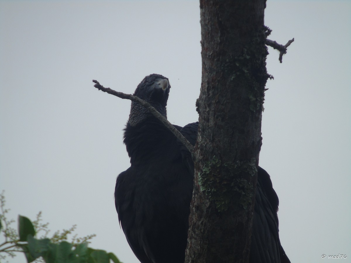 Black Vulture - ML620053685