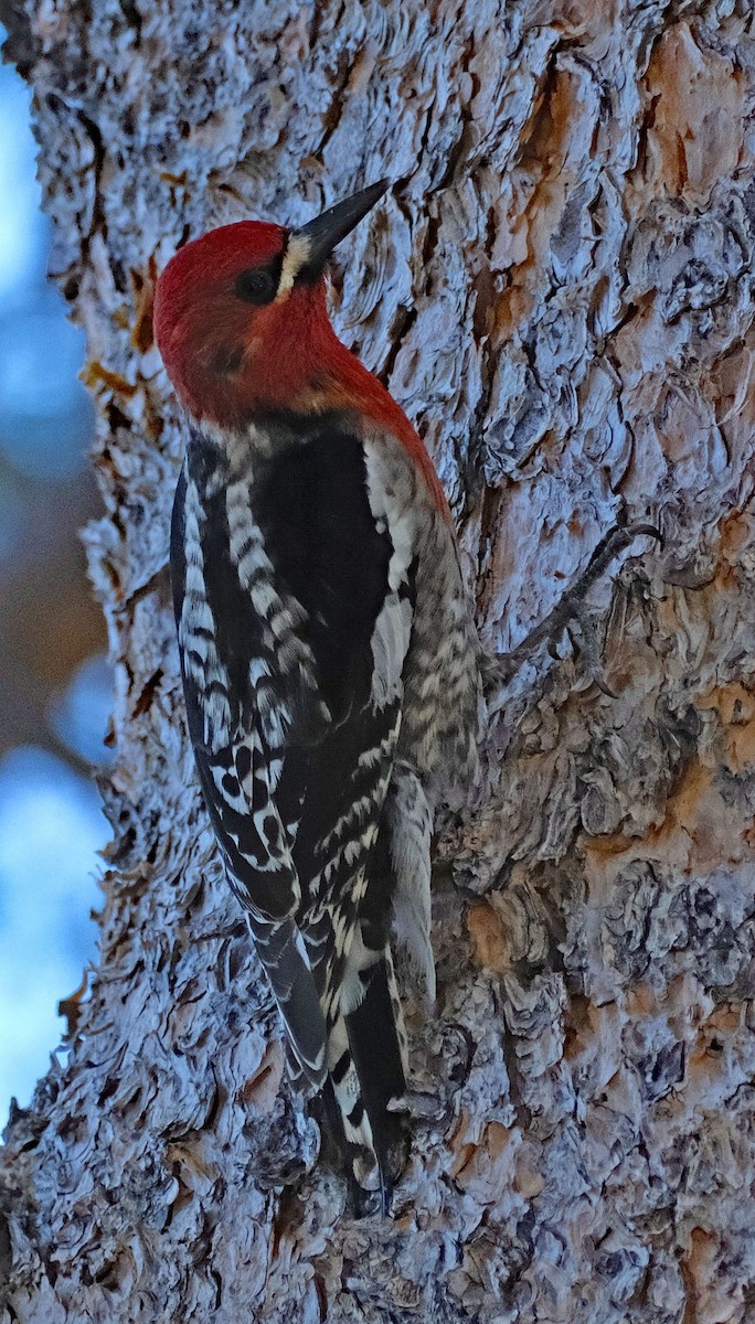 Red-breasted Sapsucker - ML620053691