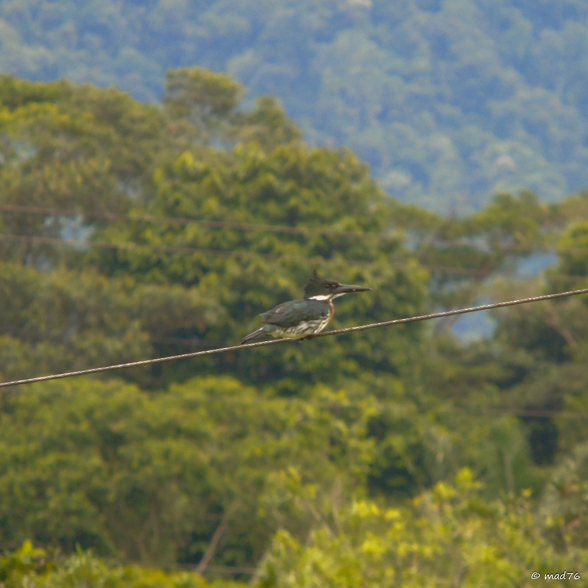 Amazon Kingfisher - ML620053713
