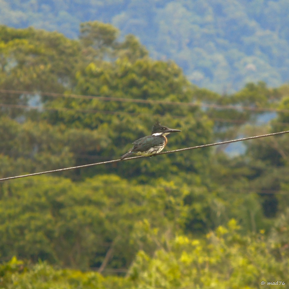 Amazon Kingfisher - ML620053714