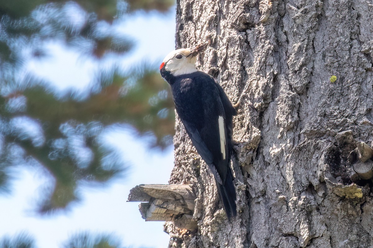 White-headed Woodpecker - ML620053730