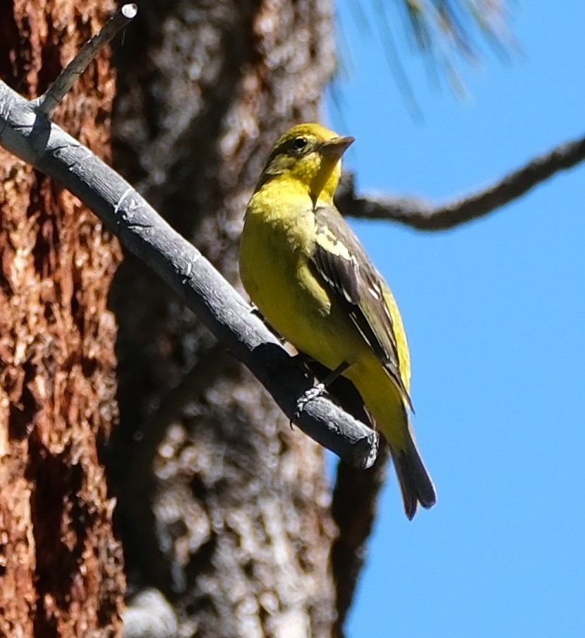 Western Tanager - ML620053731