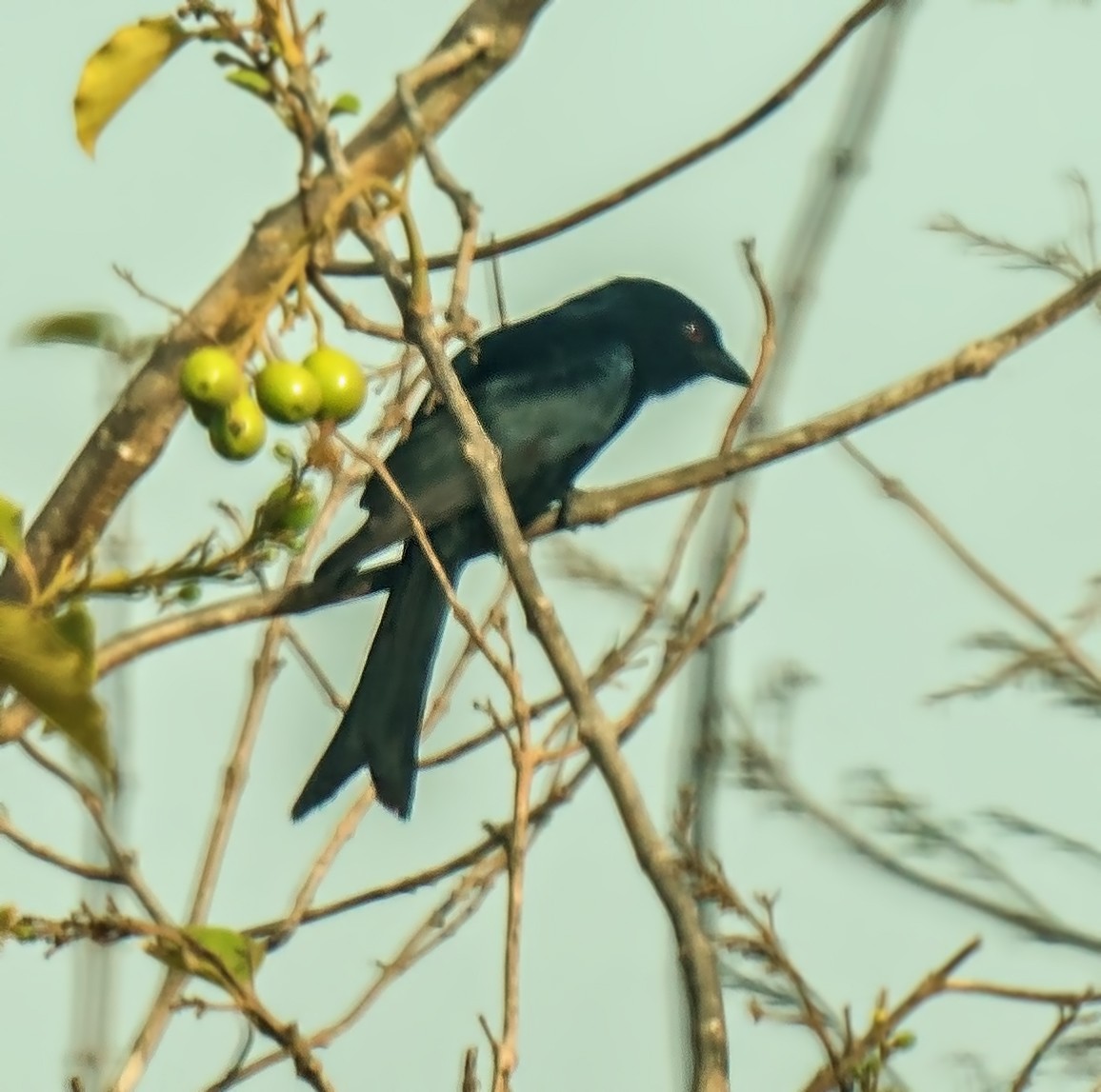 Fork-tailed Drongo - ML620053735