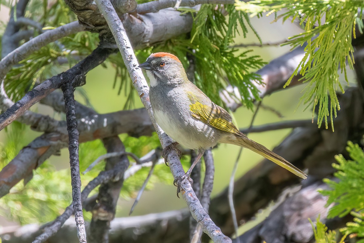 Green-tailed Towhee - ML620053737