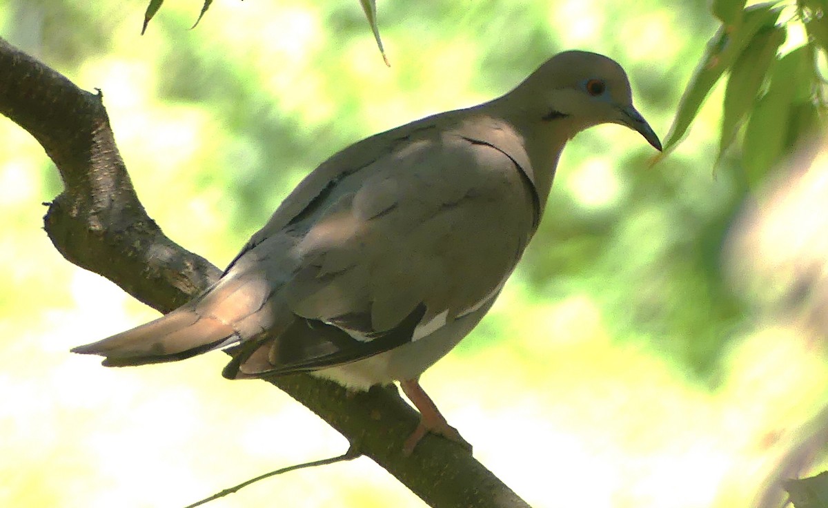 White-winged Dove - ML620053759