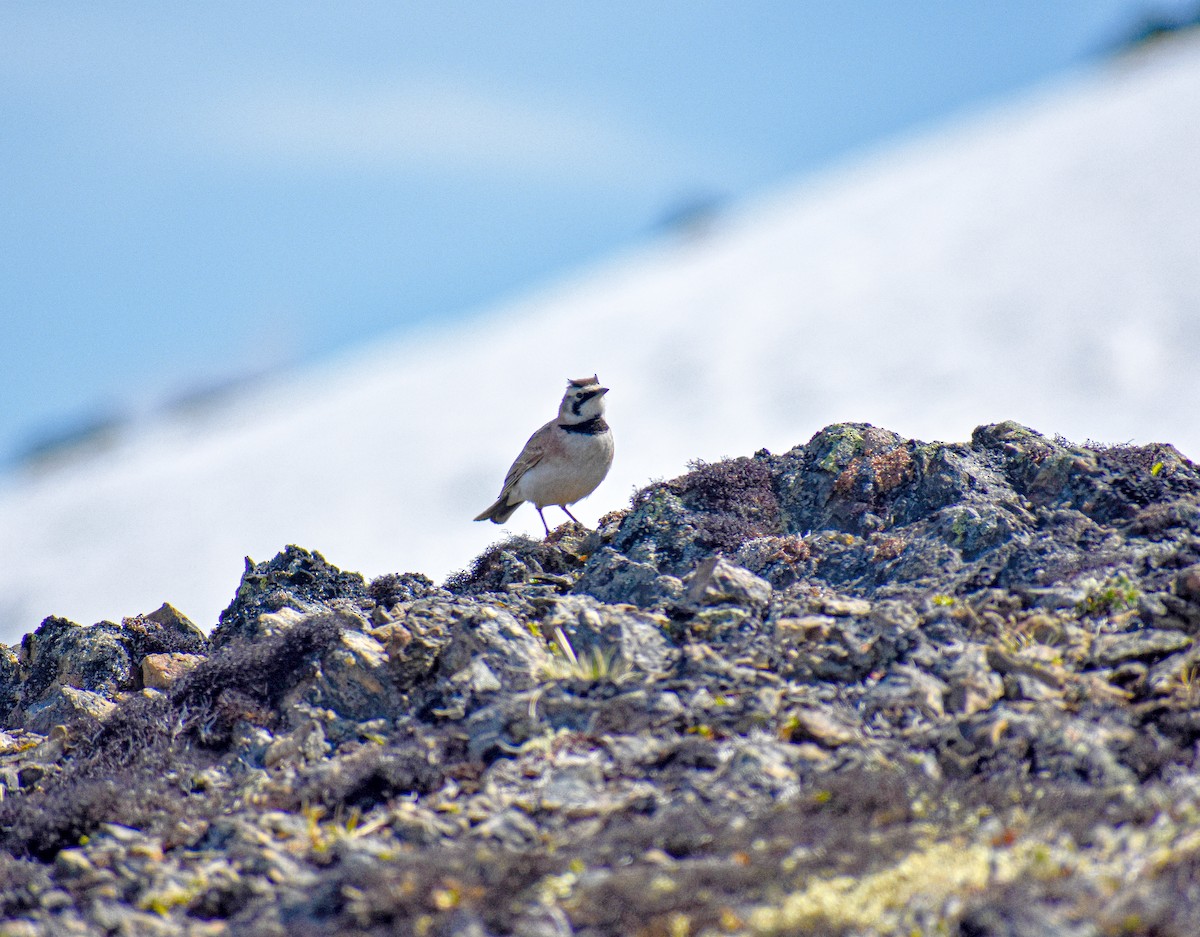 Horned Lark - ML620053766