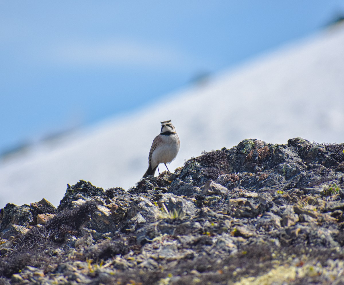 Horned Lark - ML620053767