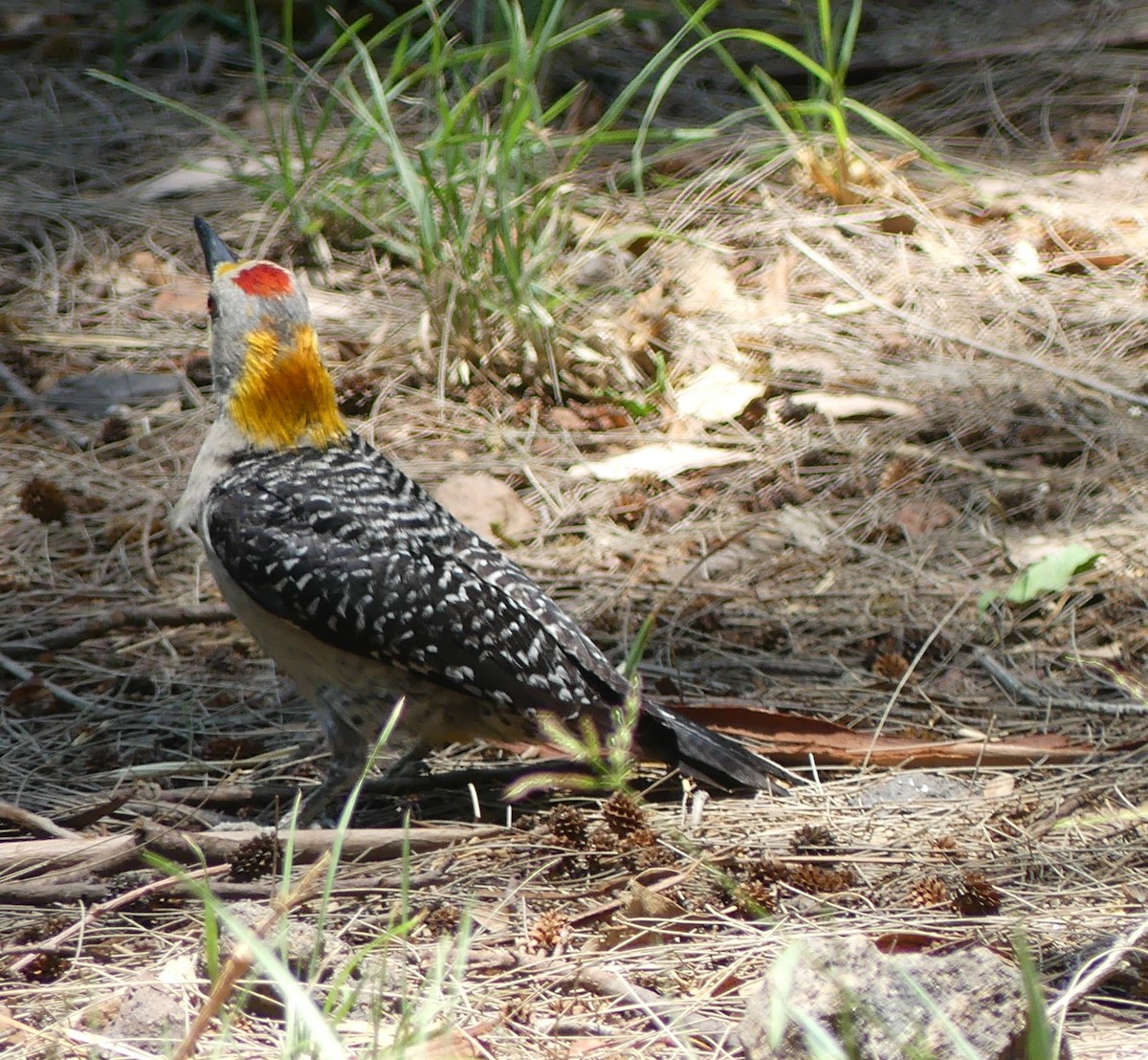 Golden-fronted Woodpecker - ML620053769