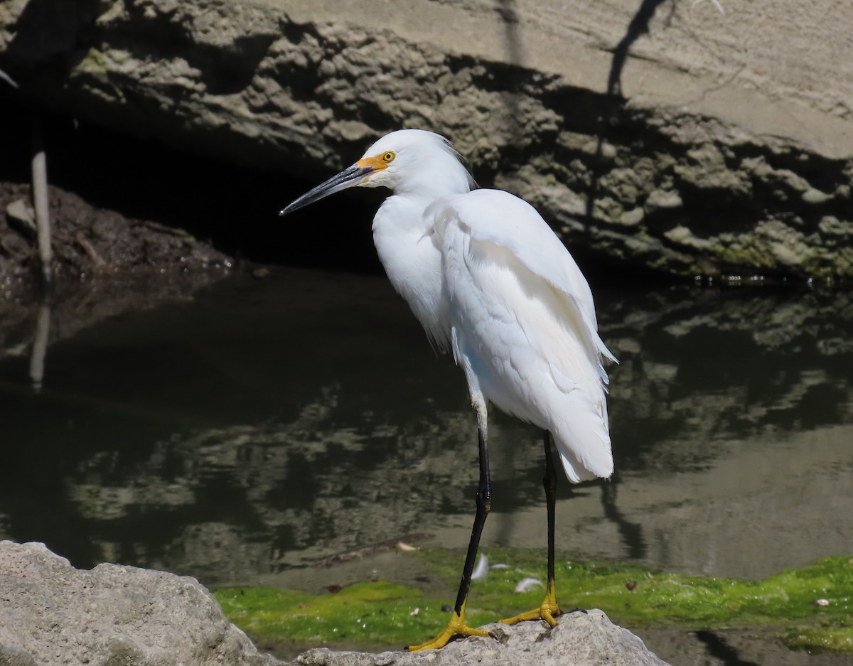 Snowy Egret - ML620053776