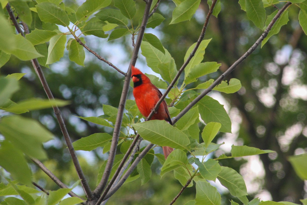 Northern Cardinal - ML620053786