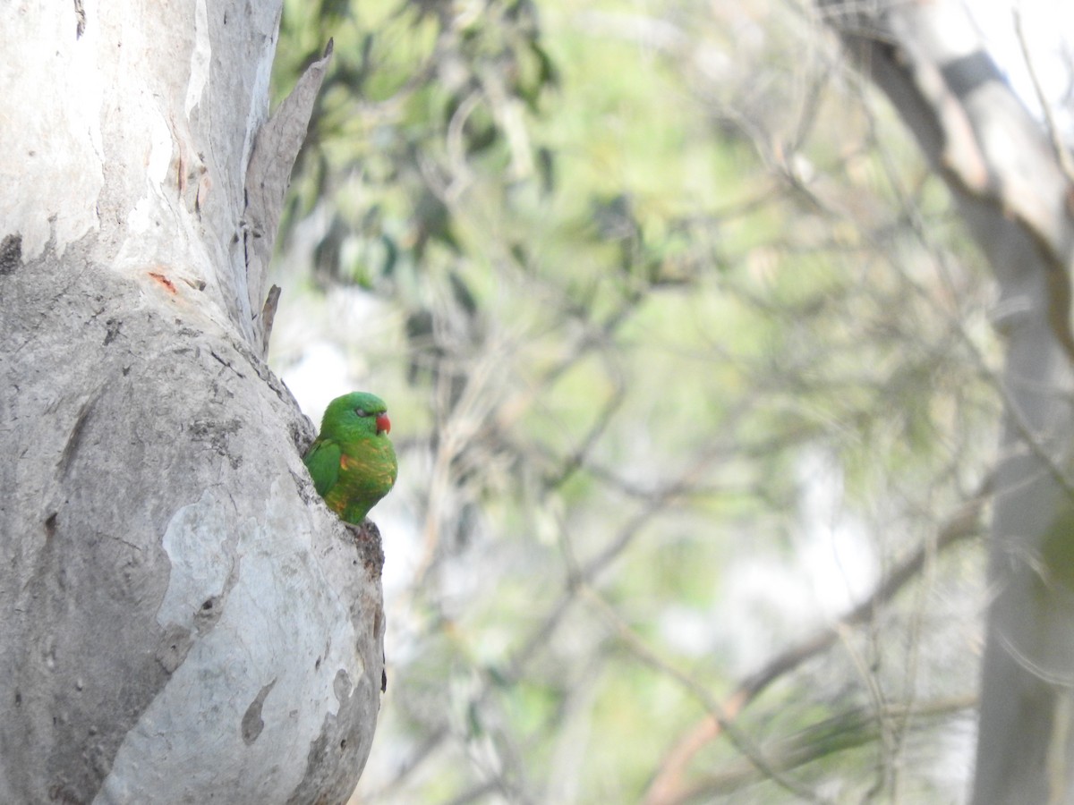 Scaly-breasted Lorikeet - ML620053796