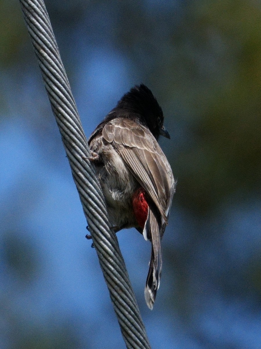 Red-vented Bulbul - ML620053805