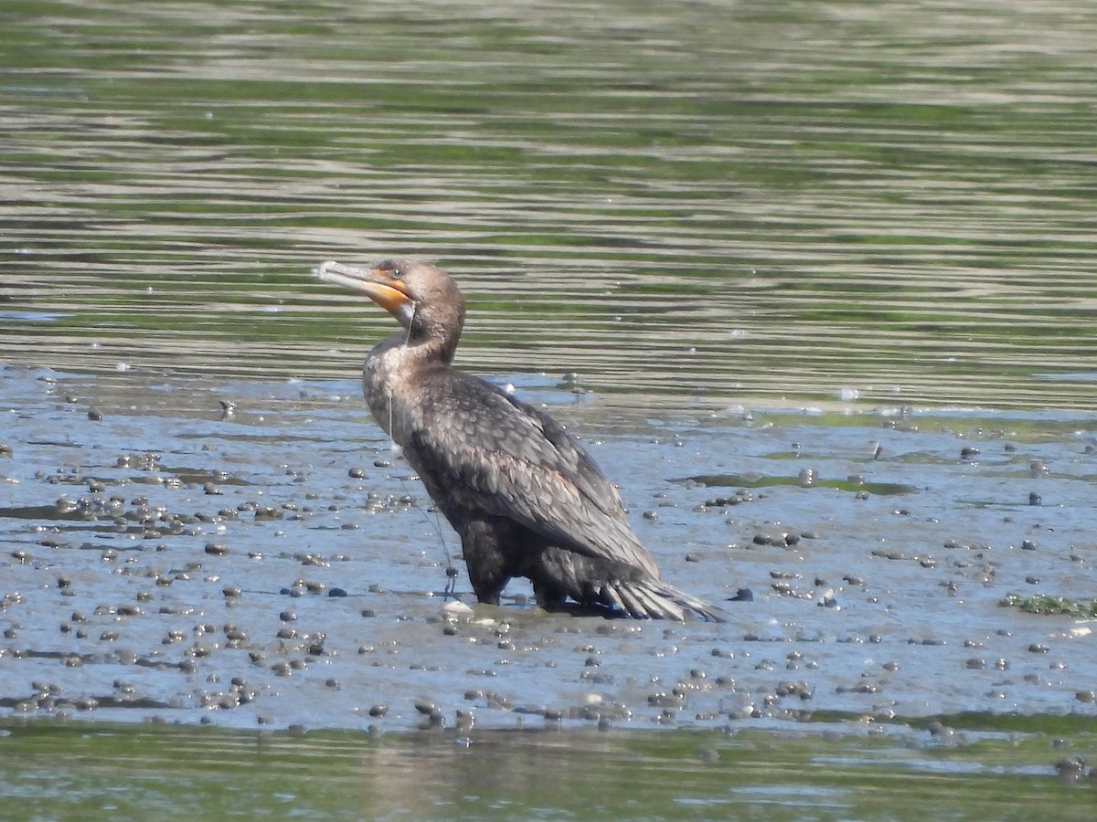 Cormorán Orejudo - ML620053806