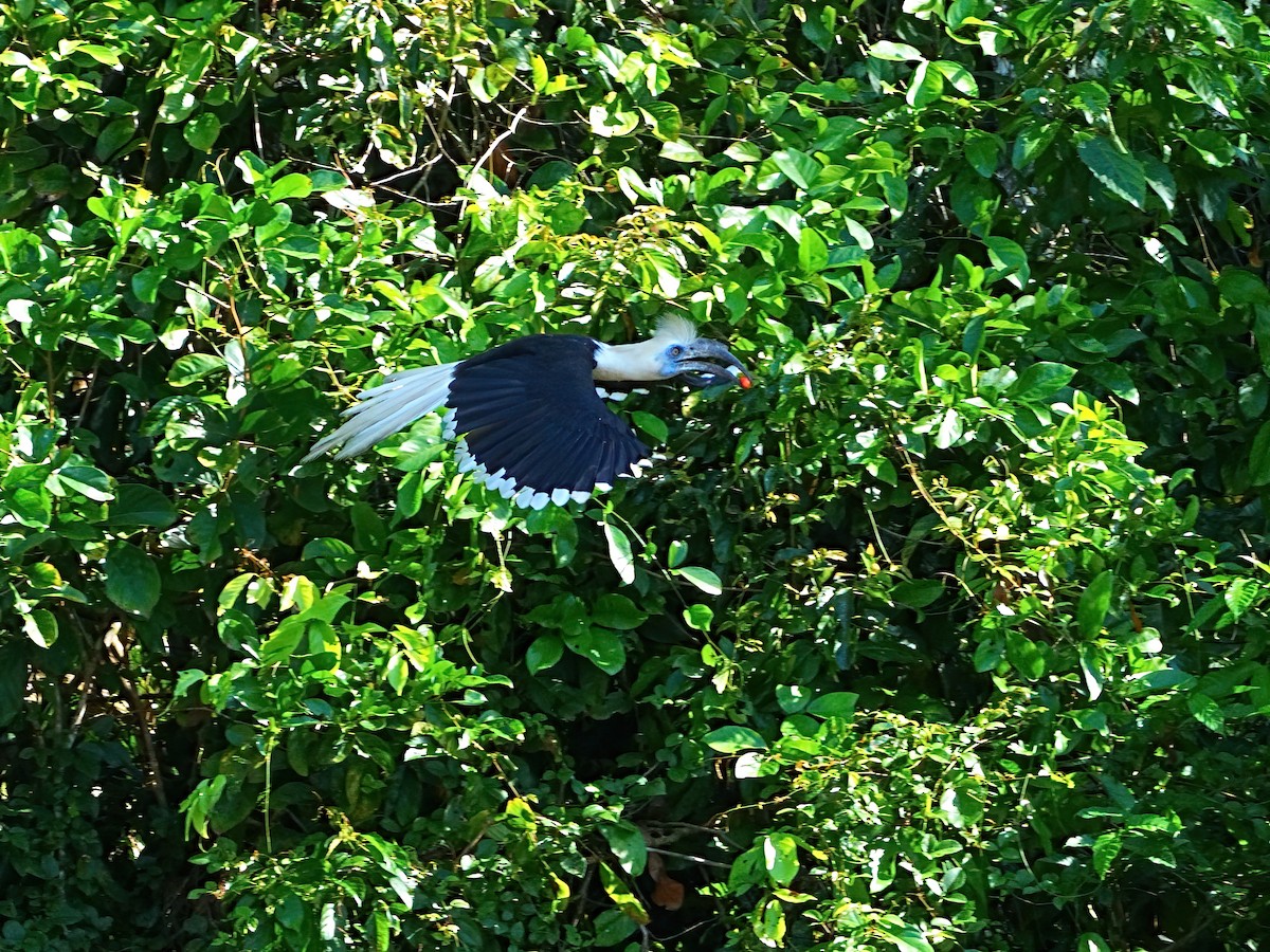 White-crowned Hornbill - ML620053808