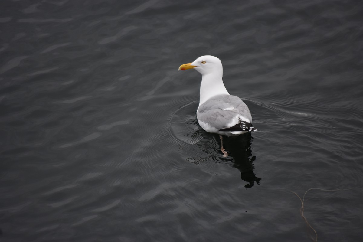 Herring Gull (American) - ML620053835