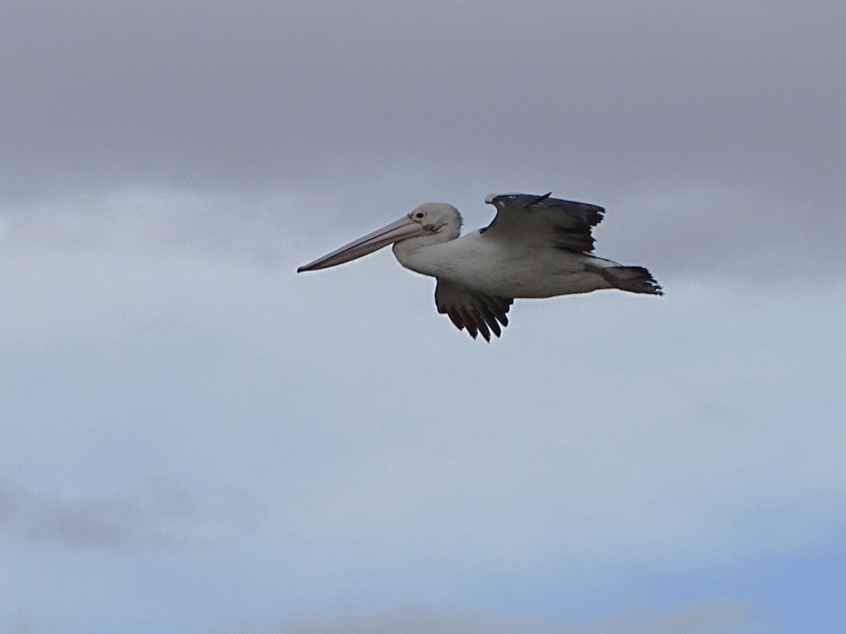 pelikán australský - ML620053837