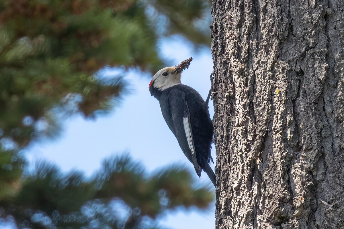 White-headed Woodpecker - Joshua Stacy