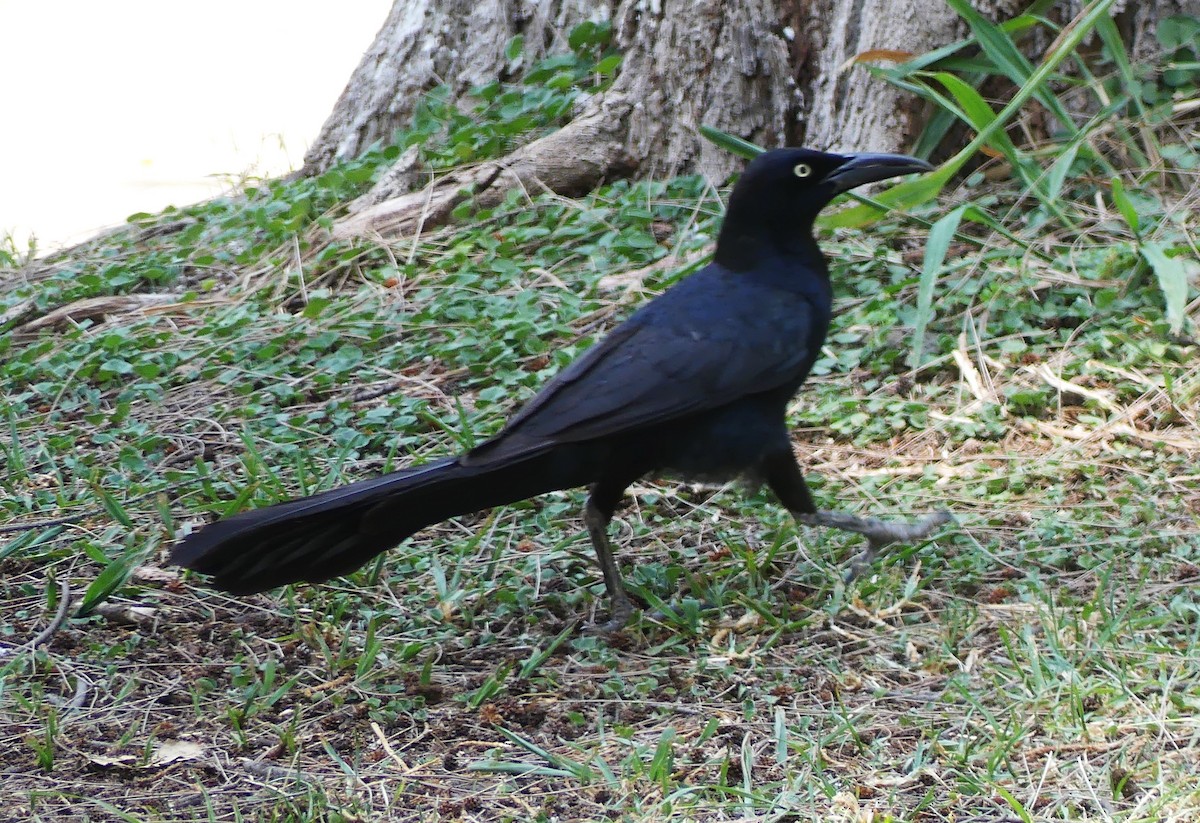 Great-tailed Grackle - ML620053842