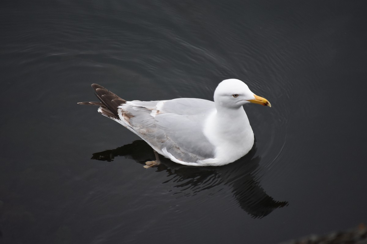 Herring Gull (American) - ML620053856