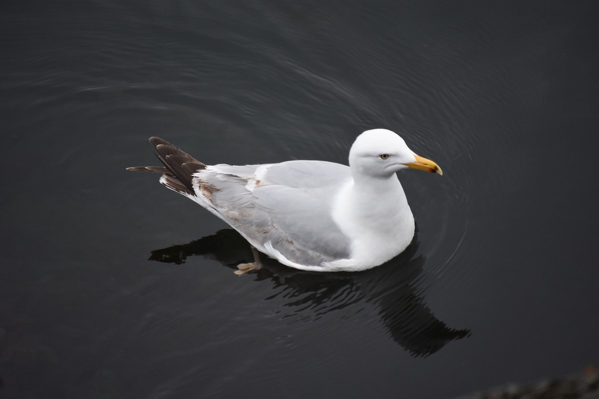 racek stříbřitý (ssp. smithsonianus) - ML620053856