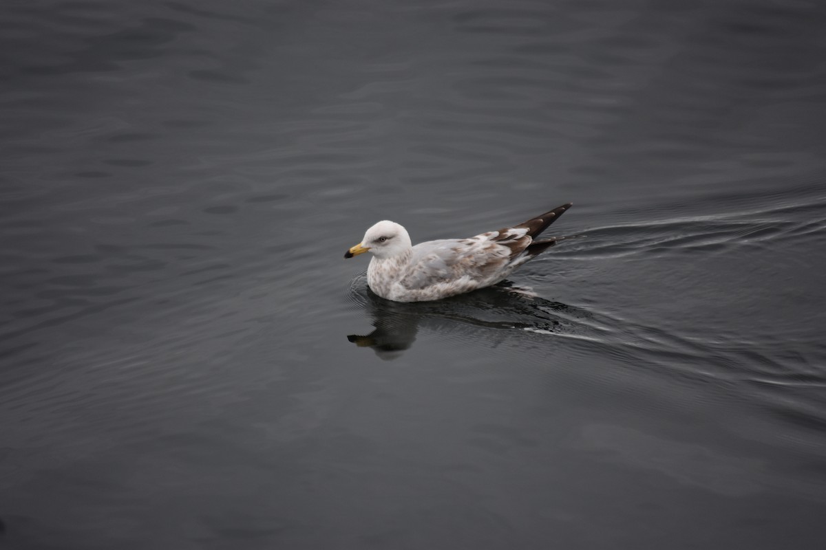 Herring Gull (American) - ML620053859