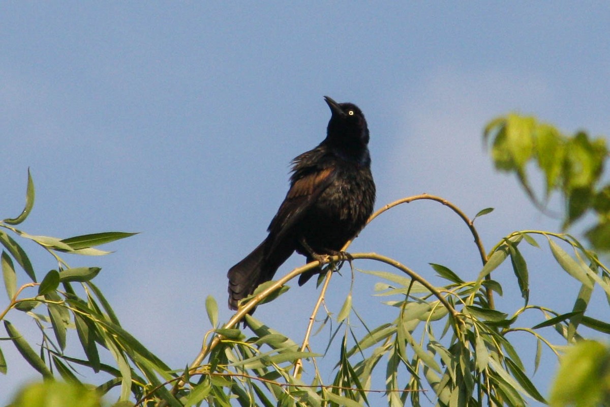 Common Grackle - ML620053865