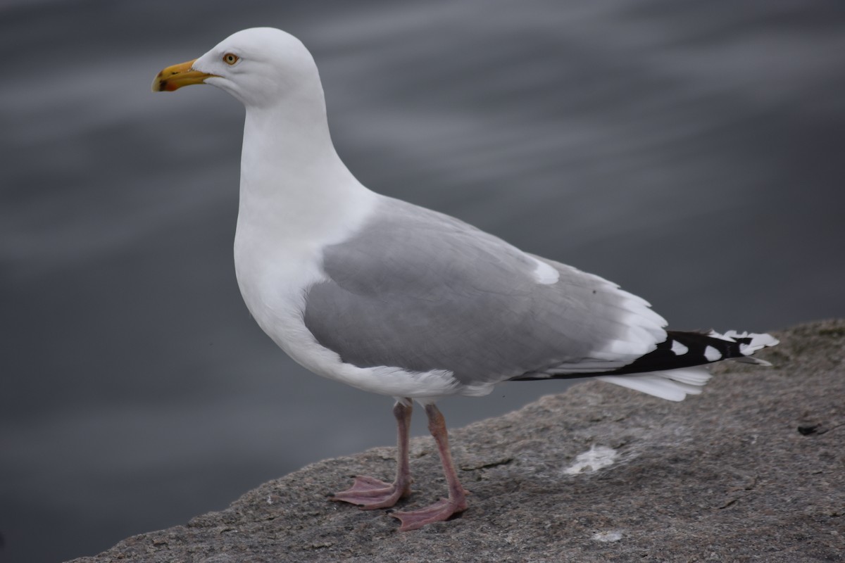 Herring Gull (American) - ML620053874
