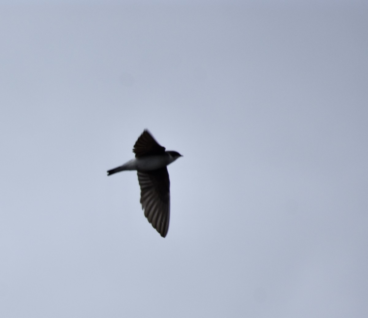 Bank Swallow - ML620053888