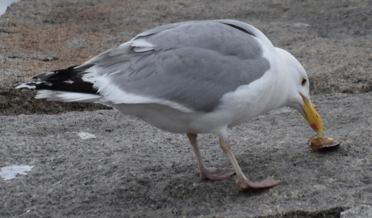 Herring Gull (American) - ML620053891
