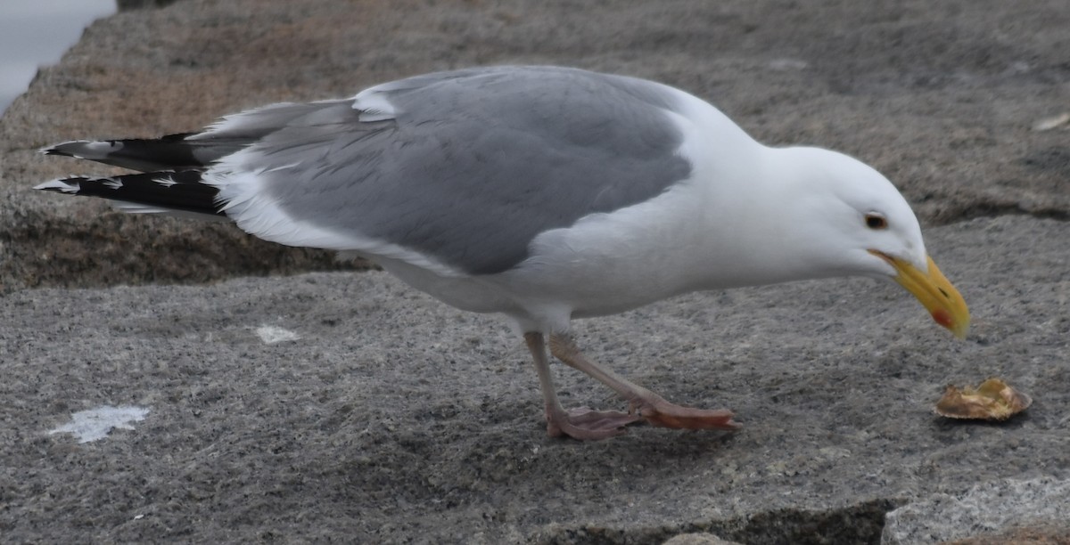Herring Gull (American) - ML620053894