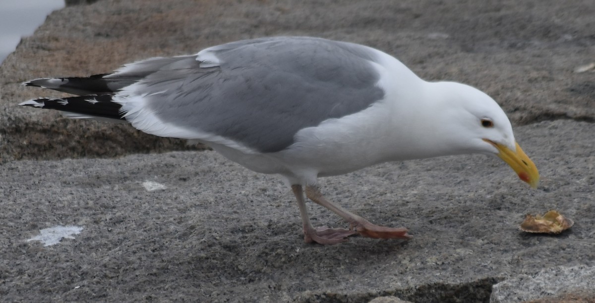 gråmåke (smithsonianus) (amerikagråmåke) - ML620053894