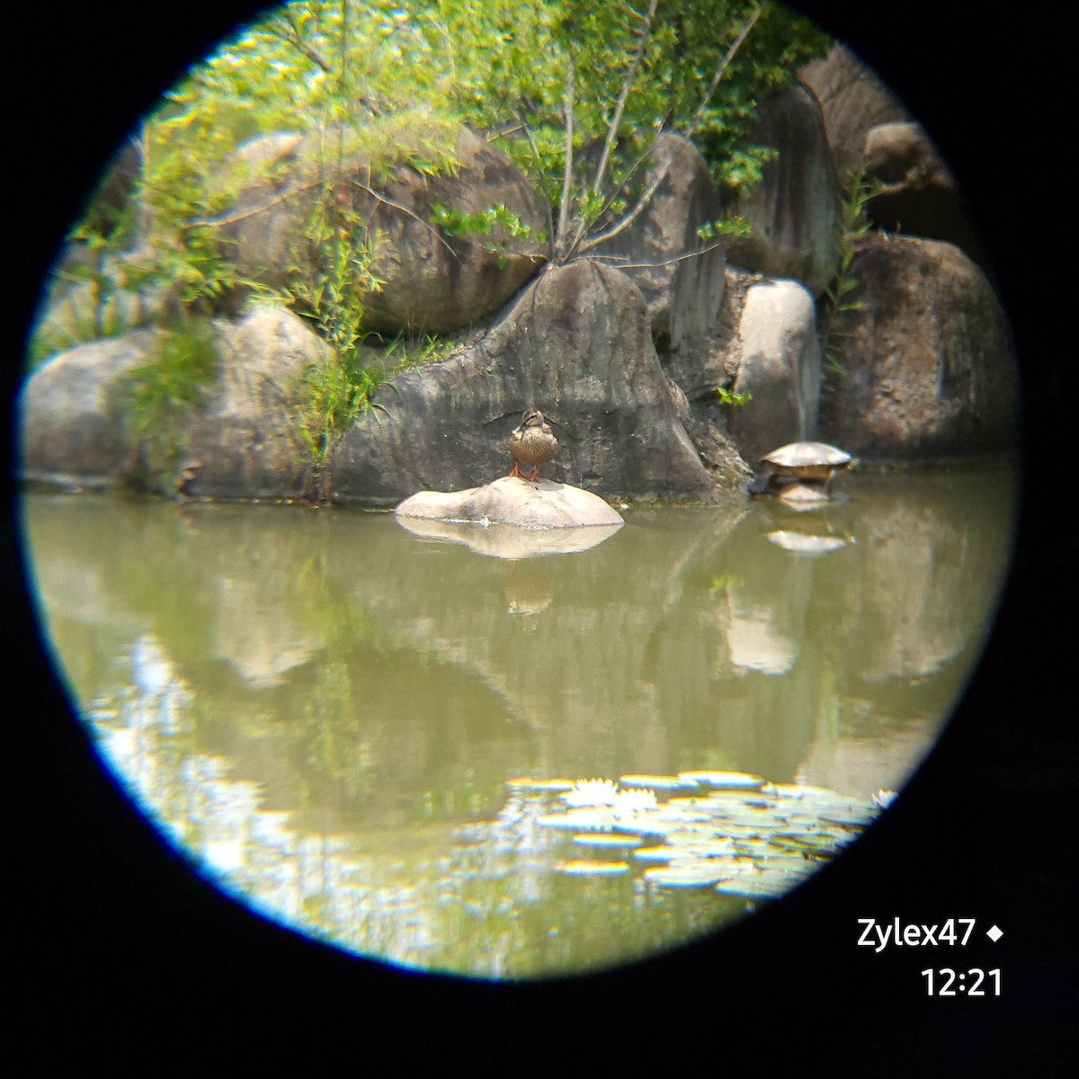 Eastern Spot-billed Duck - ML620053902
