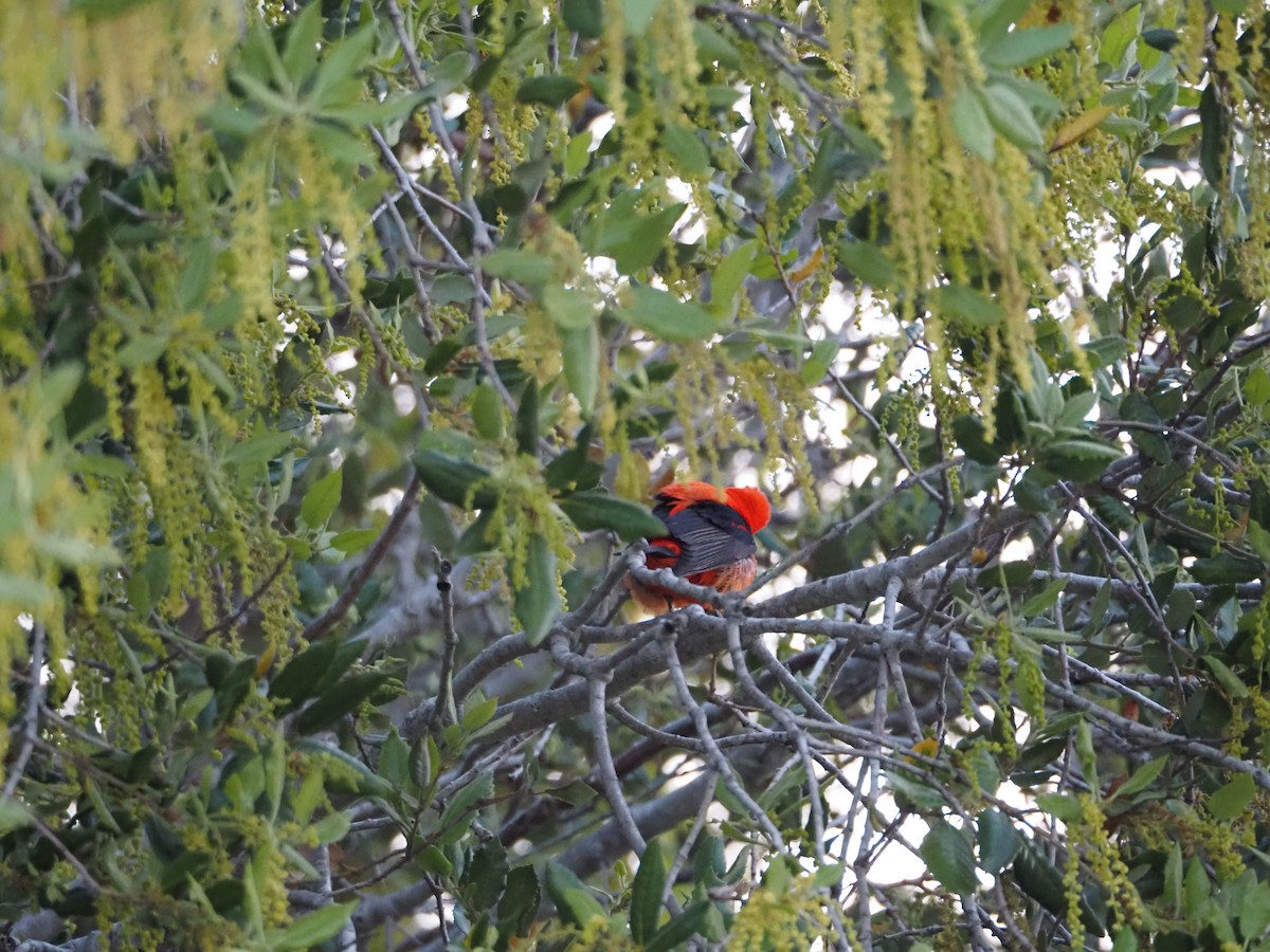 Scarlet Tanager - ML620053910