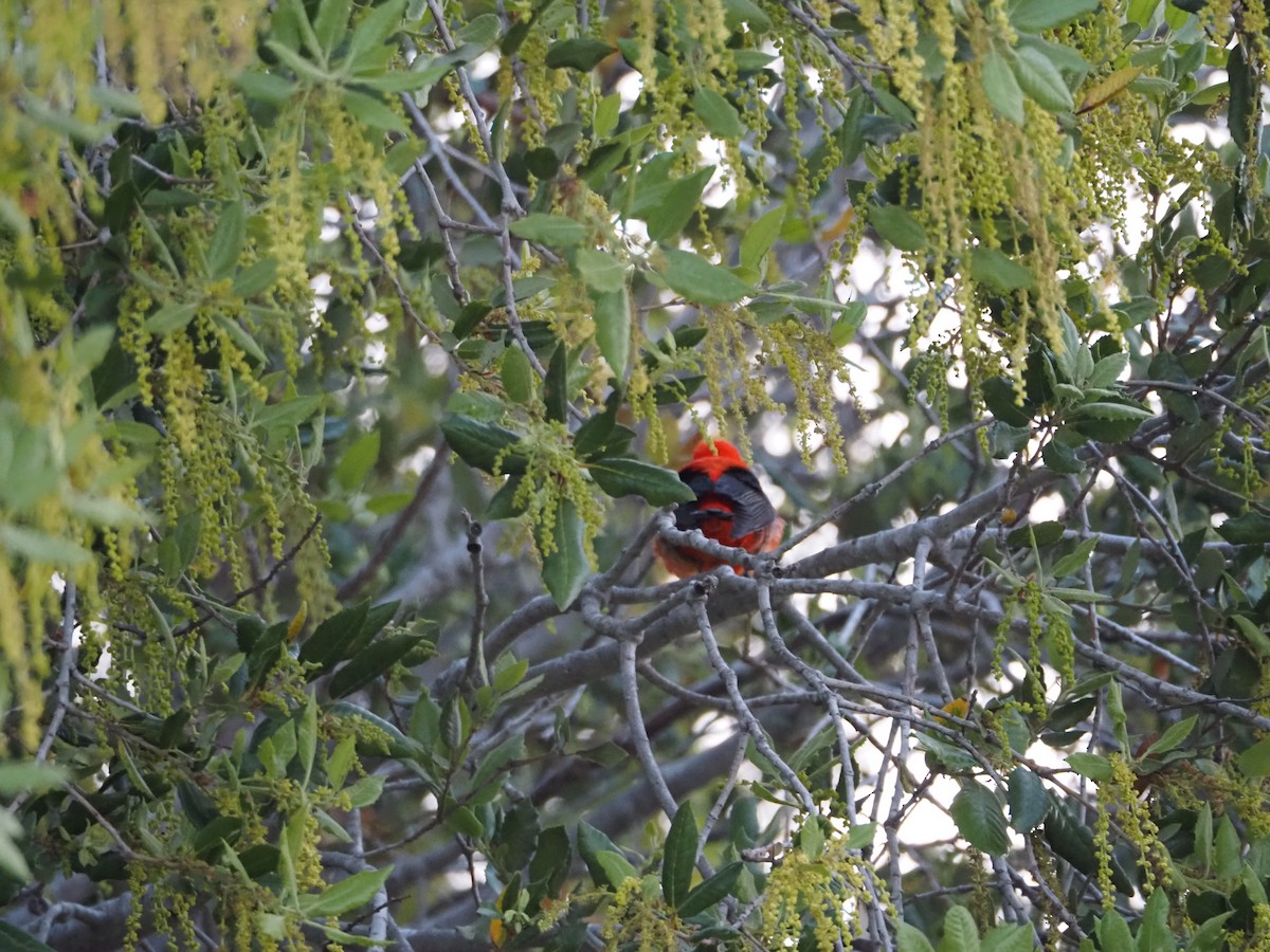Scarlet Tanager - ML620053911