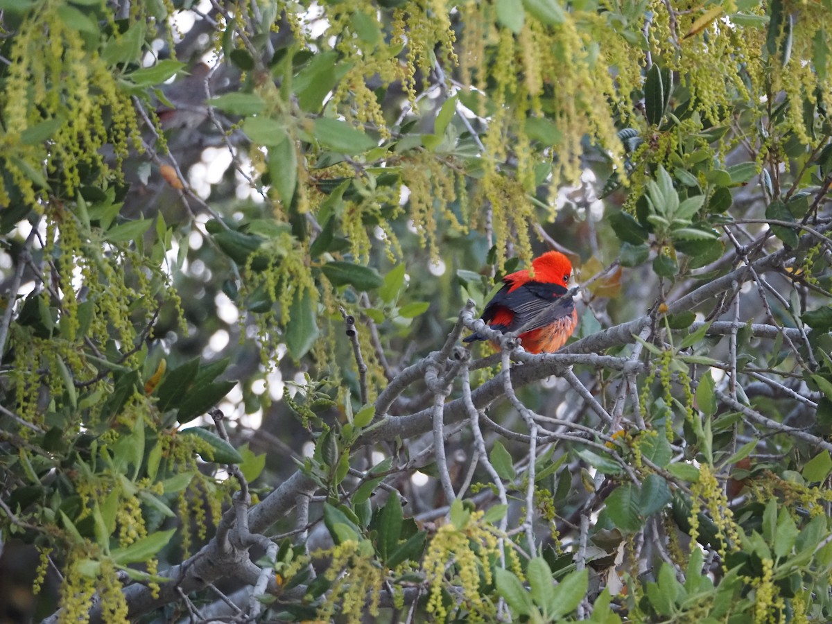 Scarlet Tanager - ML620053912