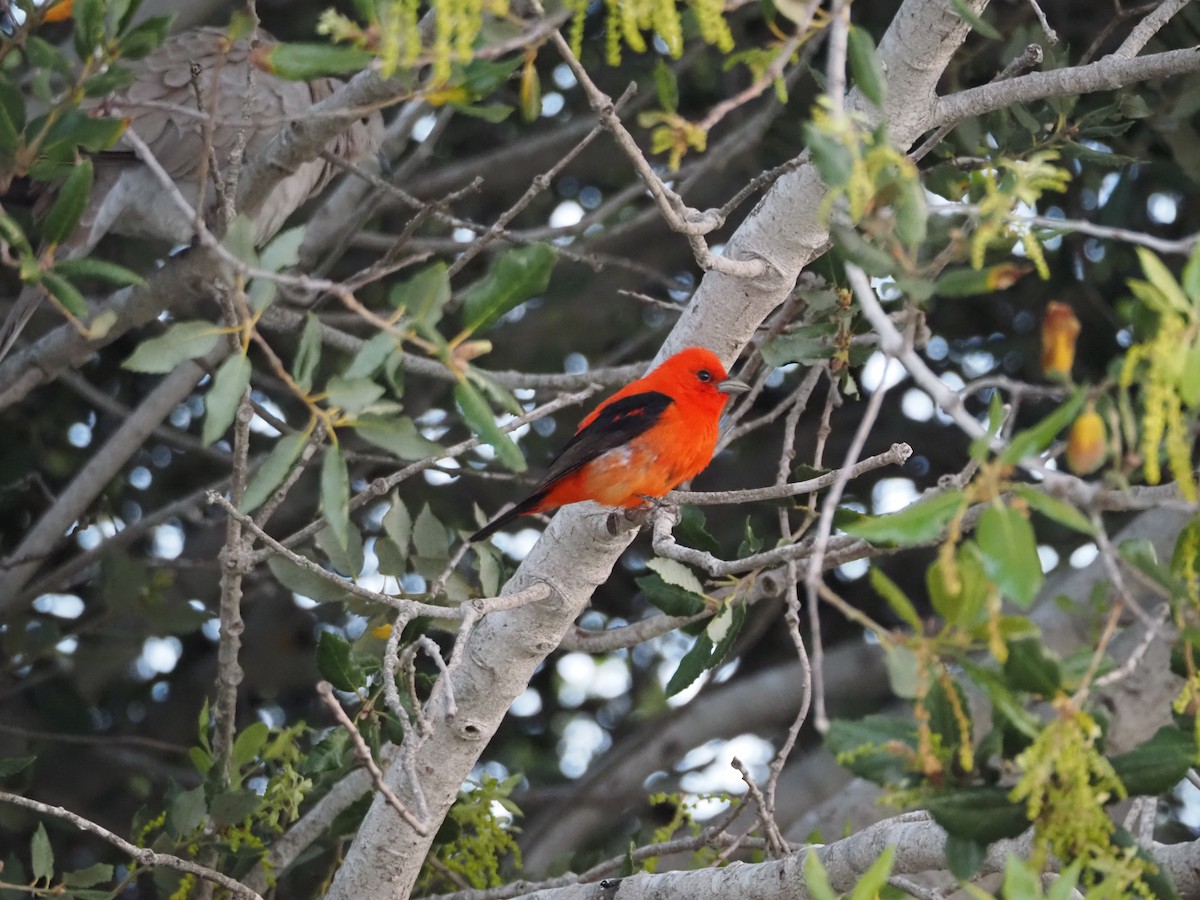 Scarlet Tanager - ML620053913