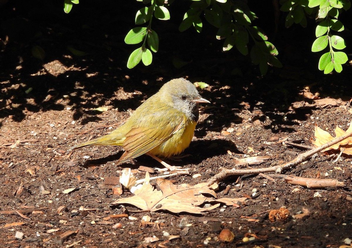 Mourning Warbler - ML620053917