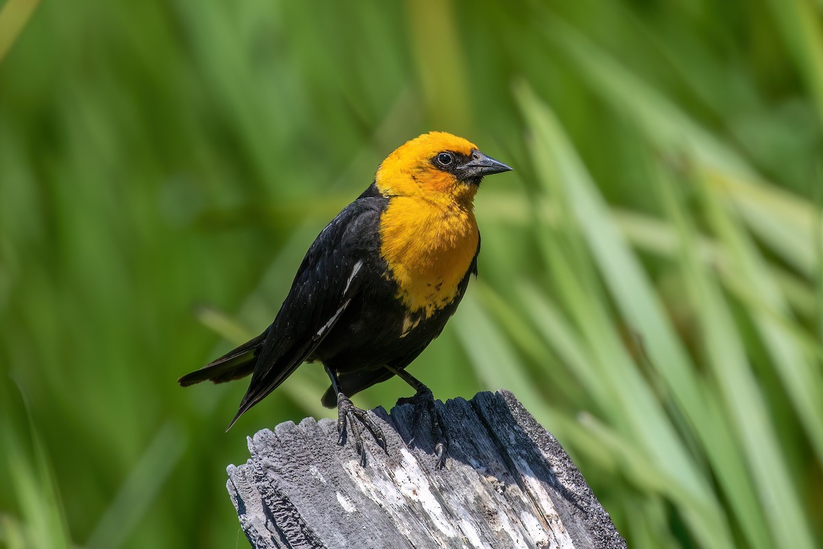 Yellow-headed Blackbird - ML620053918