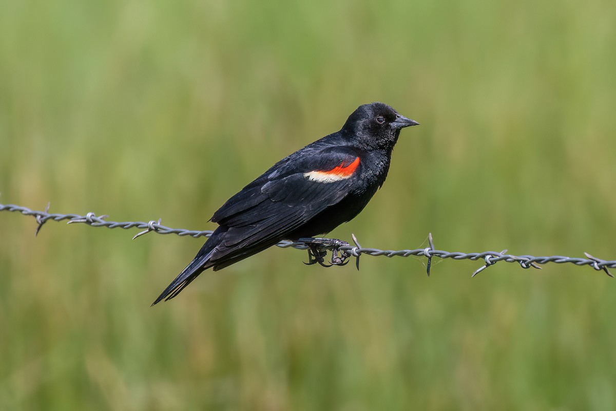 Red-winged Blackbird (Red-winged) - ML620053932