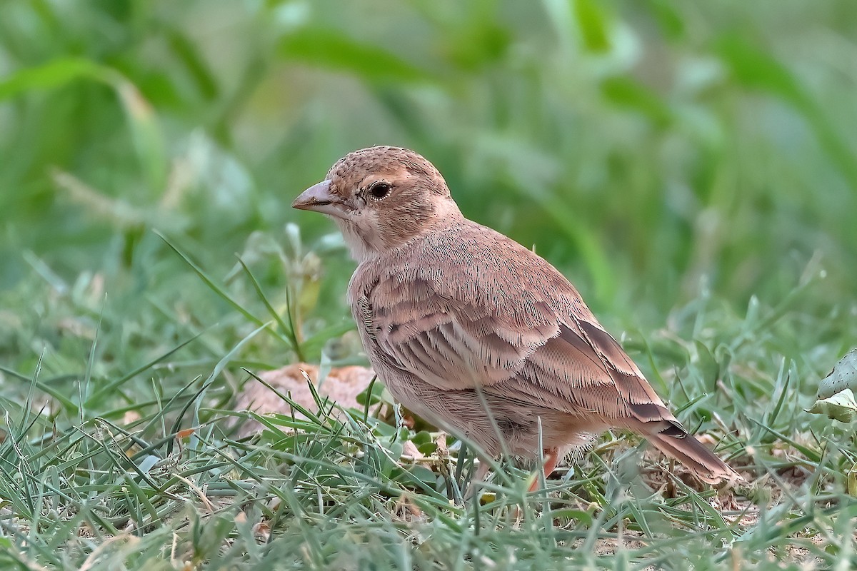 Ashy-crowned Sparrow-Lark - ML620053944