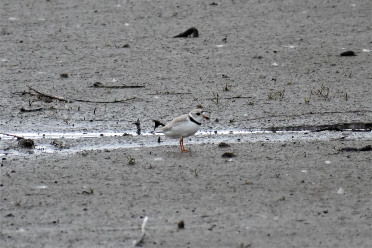 Piping Plover - ML620053946