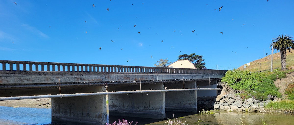 Cliff Swallow - ML620053953