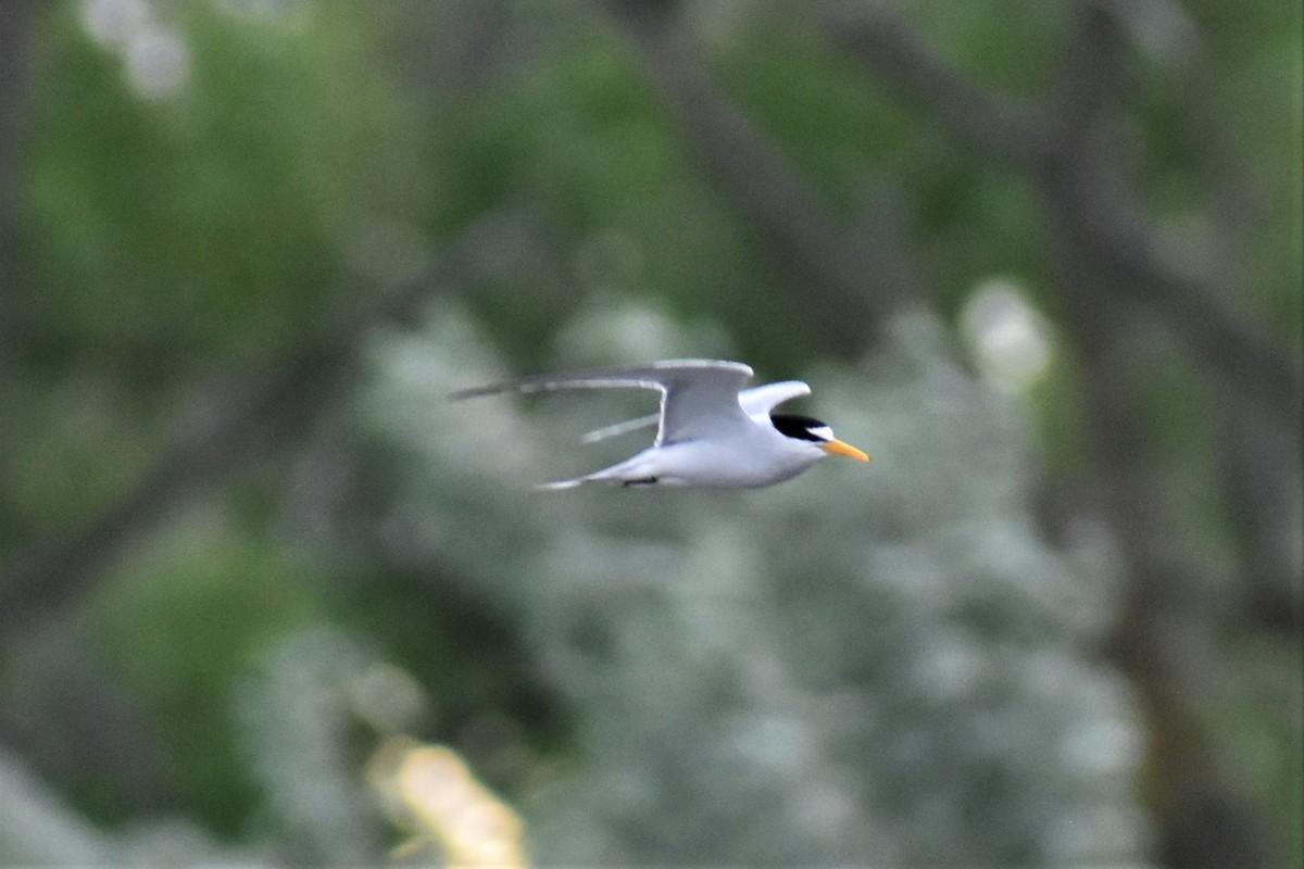 Least Tern - ML620053954