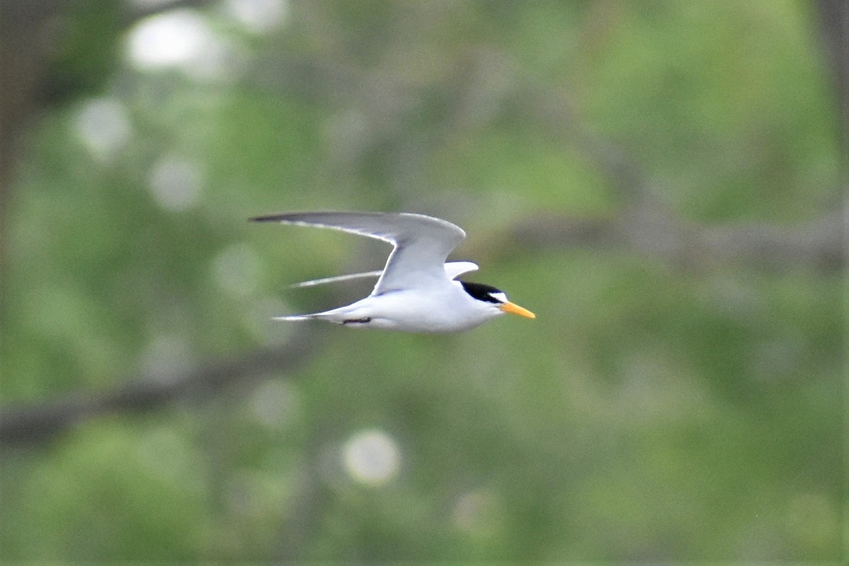 Least Tern - ML620053957