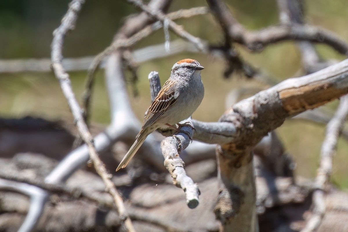 Chipping Sparrow - ML620053962