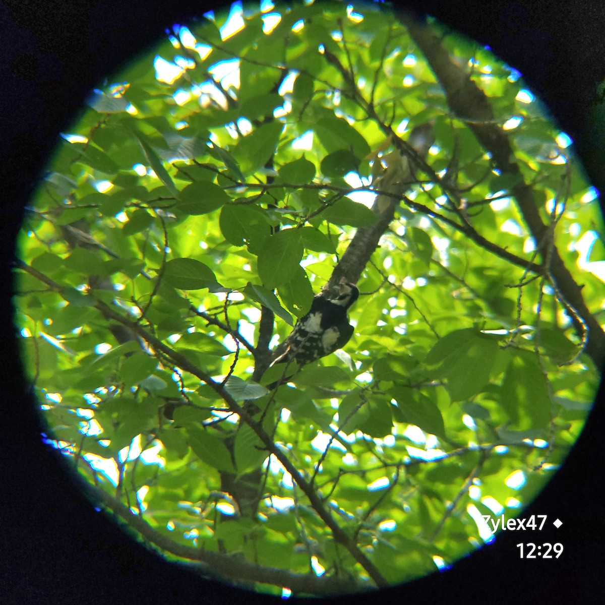 Great Spotted Woodpecker - ML620053963