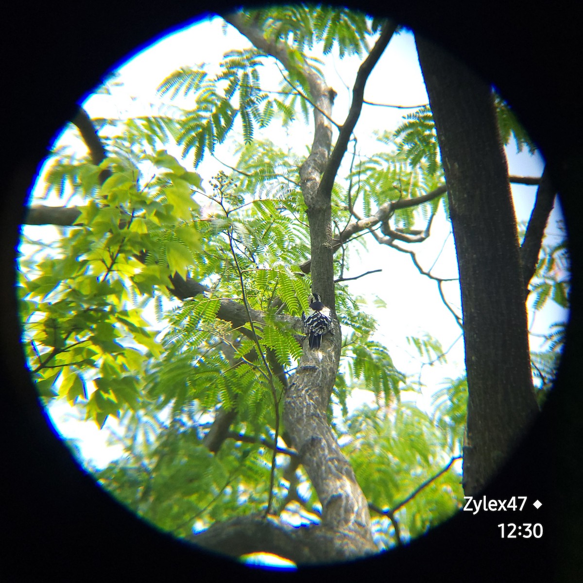 Great Spotted Woodpecker - ML620053964