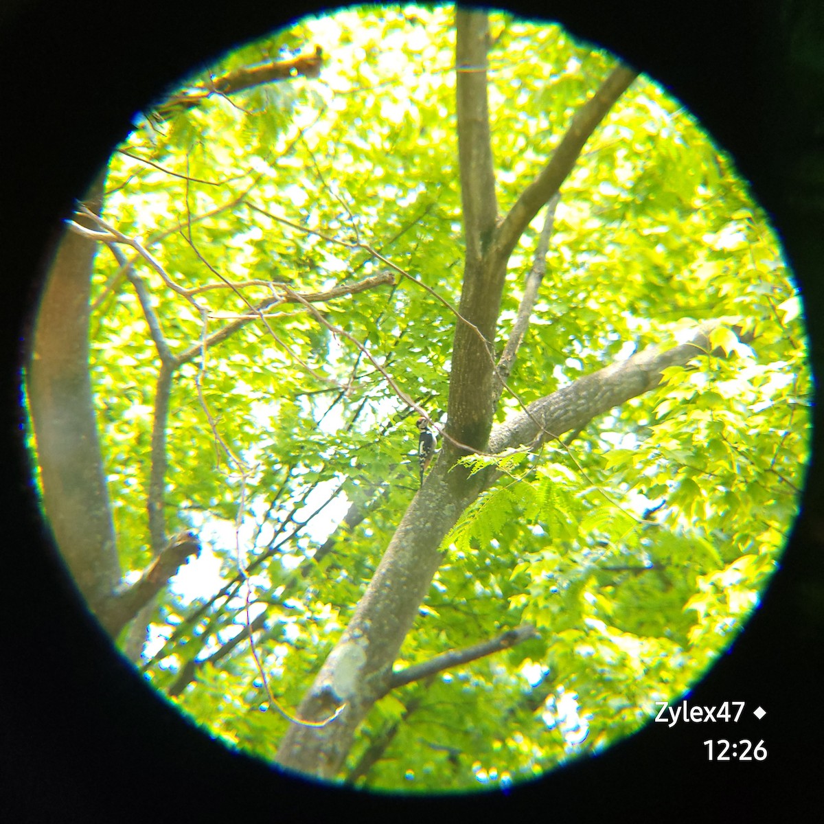 Great Spotted Woodpecker - ML620053965