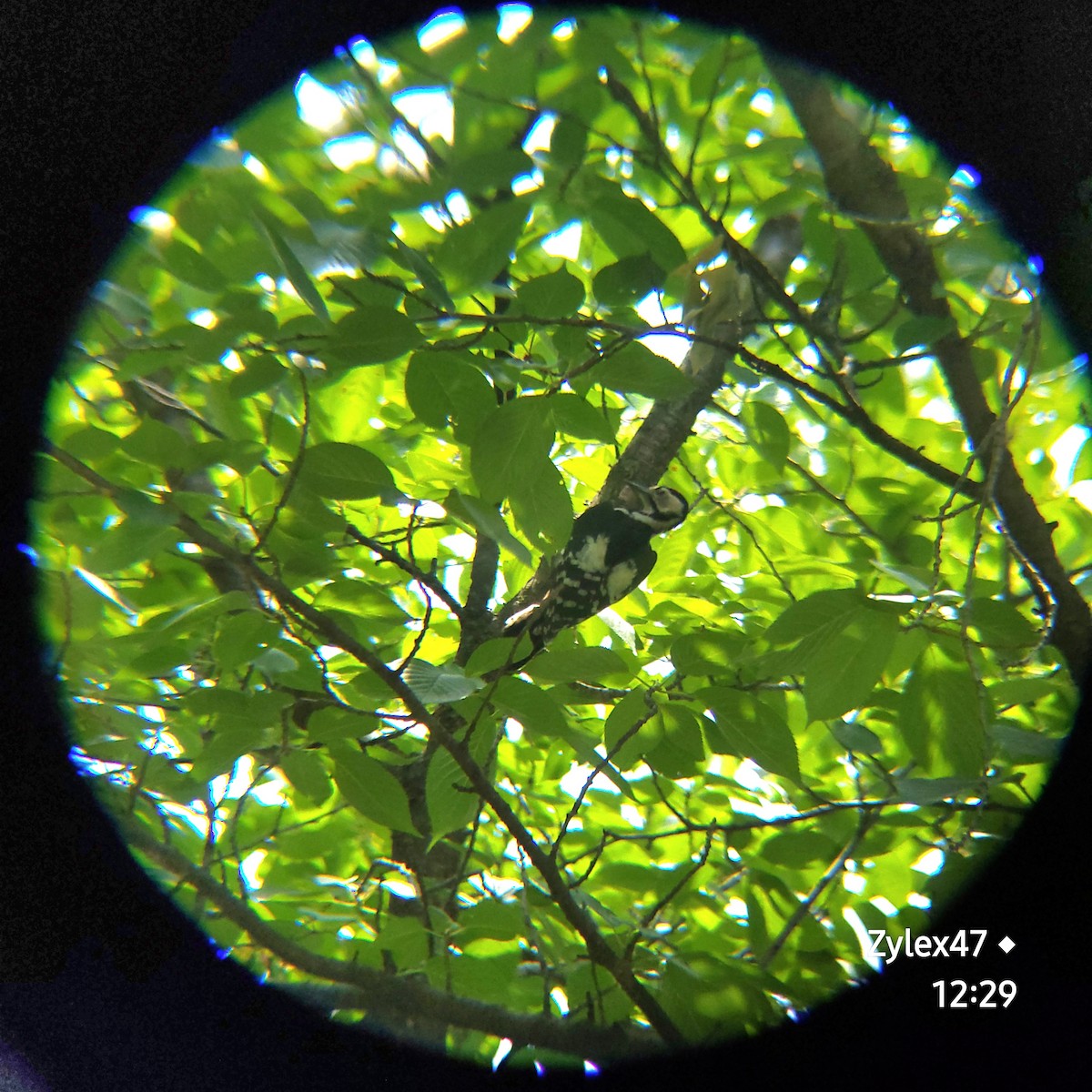 Great Spotted Woodpecker - ML620053966