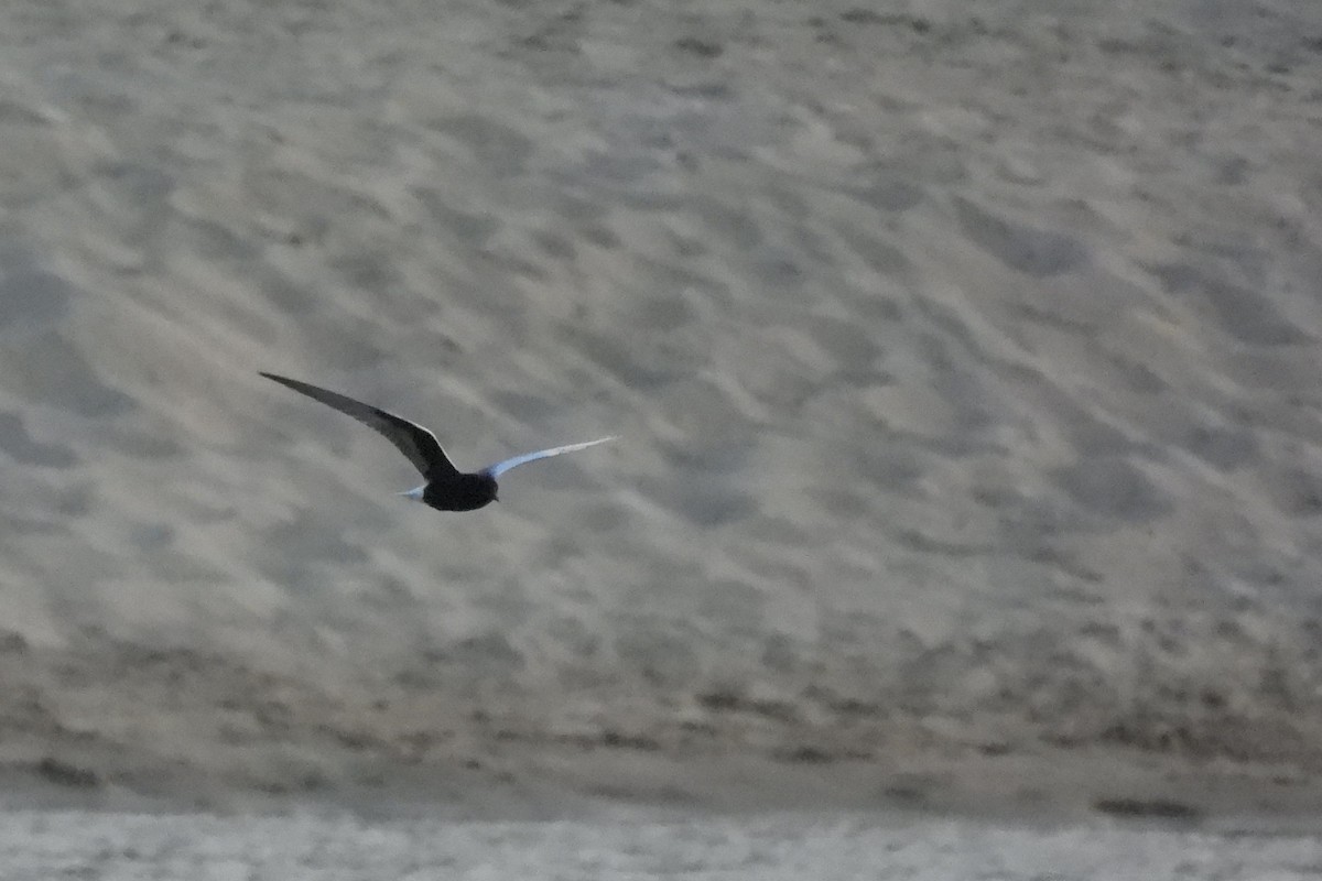 White-winged Tern - ML620053970
